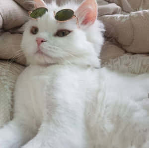 Estetiske kattebilder — Estetisk katt Bakgrunner