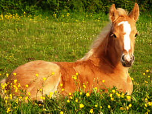 Søte Hest bilder — Søt hest Bakgrunner