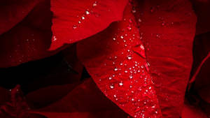 Dewy Poinsettia Bracts bakgrunnsbilde — iMac Bakgrunner