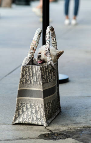 Dior Tote Bag Med Valp bakgrunn — Galaxy Tab S10+ Bakgrunner