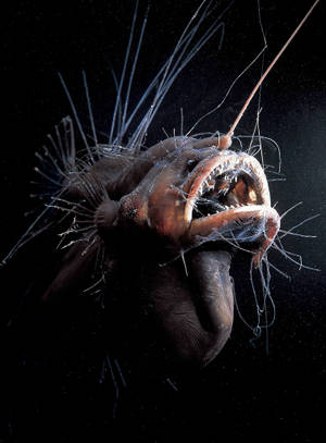 Eksotisk kul fisk bakgrunnsbilde