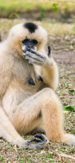 Iphone Xs Max Gibbon Bakgrunn — iPhone 13 Pro Bakgrunner