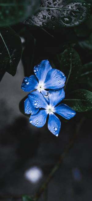 Plante Iphone — Galaxy A18 Bakgrunner