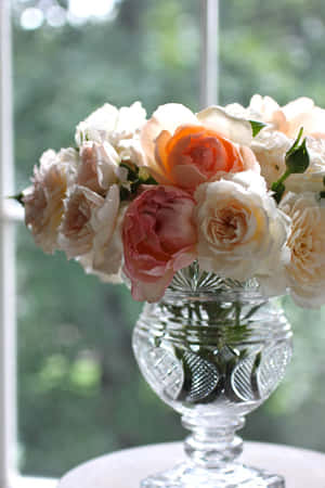 Roseblomst bilder — Roseblomst Bakgrunner