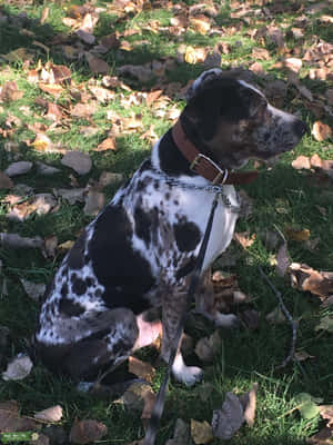 Bilder av Catahoula-hund — iPad Pro 12.9 Bakgrunner