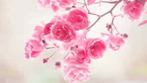 Rosa blomsterbakgrunn