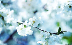 Vakre blomsterbilder