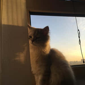 Estetiske kattebilder — Estetisk katt Bakgrunner