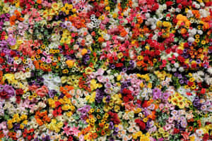 Vakre blomsterbilder