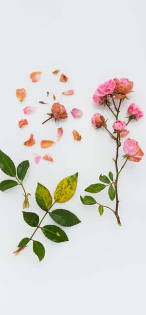 Vakker blomst — iPhone 11 Pro Bakgrunner