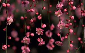 Rosa blomsterbakgrunn