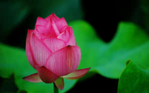 Lotusblomst bilder — Lotusblomst Bakgrunner