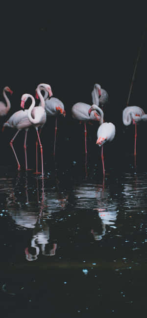 Fotografi Flamingo iPhone — Oppo Find X8s Bakgrunner