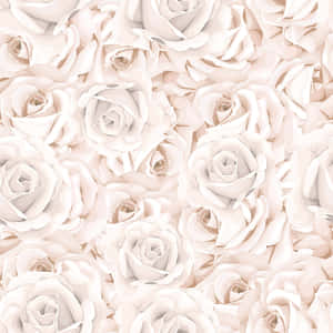Hvit rose-bakgrunn — iPad Pro 11 Bakgrunner