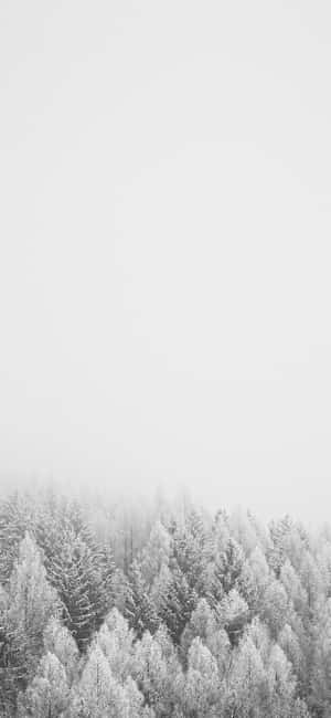 1290x2796 — IQOO Bakgrunner