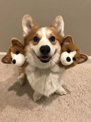 Corgi morsomme bilder — iPad 9. generasjon Bakgrunner