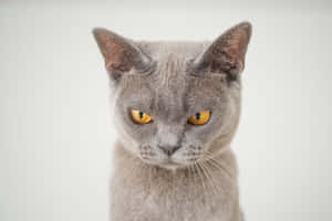 Grumpy Cat-bilder — MacBook Pro M2 Bakgrunner