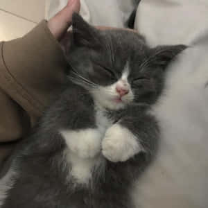 Estetiske kattebilder — Estetisk katt Bakgrunner