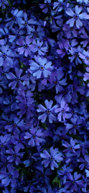 Vakre blomsterbilder — iPhone 14 Plus Bakgrunner
