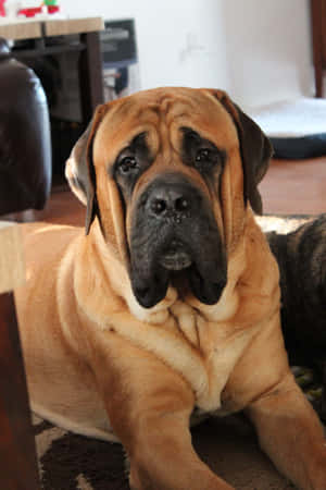 Engelsk mastiff bilder — Honor Pad GT2 Pro Bakgrunner