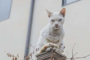 Grumpy Cat-bilder — MacBook Pro M4 Bakgrunner