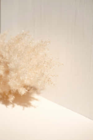 Beige estetiske bilder — Blomsterestetikk Bakgrunner