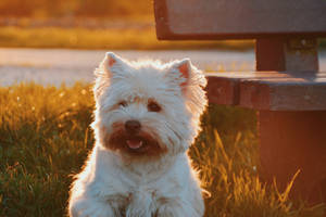Søtt hundebakgrunnsbilde av hvit westie på gress ved siden av en benk i solnedgang