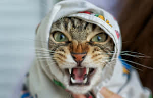 Grumpy Cat-bilder