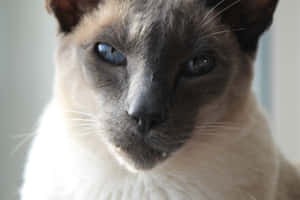 Grumpy Cat-bilder — MacBook Pro M4 Bakgrunner