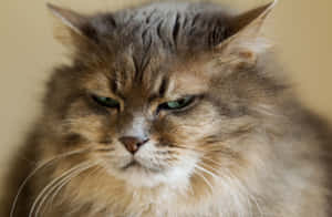Grumpy Cat-bilder — MacBook Pro 16 Bakgrunner