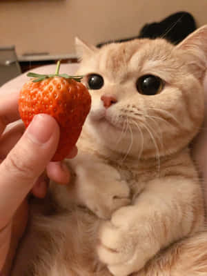 Estetiske kattebilder — Estetisk katt Bakgrunner