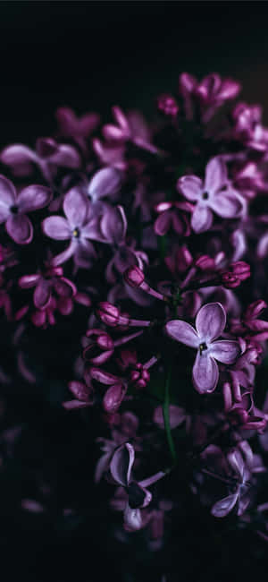 Lilla blomsterbakgrunn — Honor X9e Pro Bakgrunner