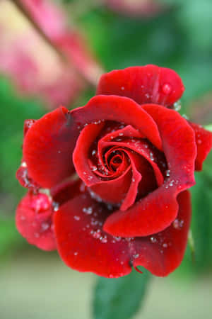 Roseblomst bilder — Roseblomst Bakgrunner