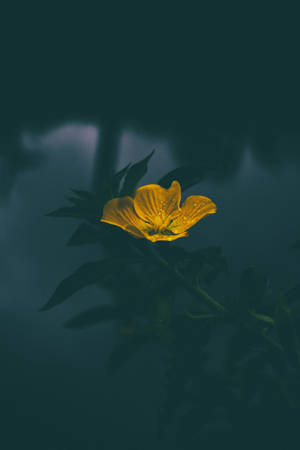 Gul Blomst Dempet — Svak Bakgrunner