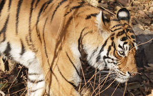 Gående bengaltiger som bakgrunnsbilde på tørt landskap