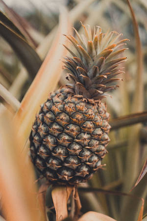 Nærbilde av ananas som vokser i en busk, bakgrunnsbilde — 2:3 Bakgrunner