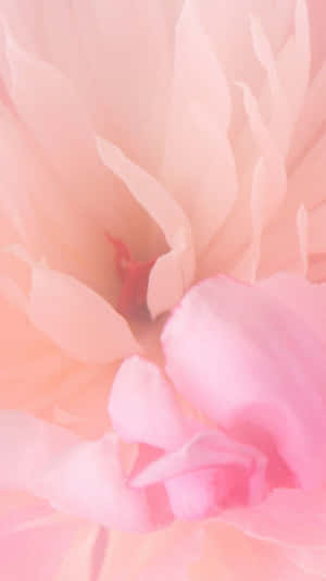 Rosa blomst bakgrunn