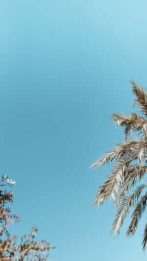 Preppy Aesthetic-bilder — Preppy-estetikk Bakgrunner
