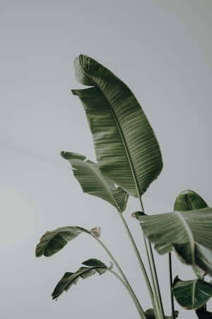 Plante bakgrunn — Vivo Pad6 Pro Bakgrunner