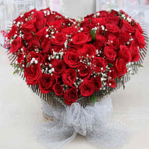 Roseblomst bilder — Roseblomst Bakgrunner