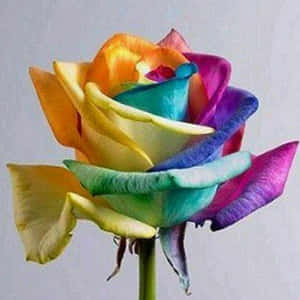 Roseblomst bilder — Roseblomst Bakgrunner