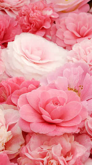 Rosa blomst bakgrunn