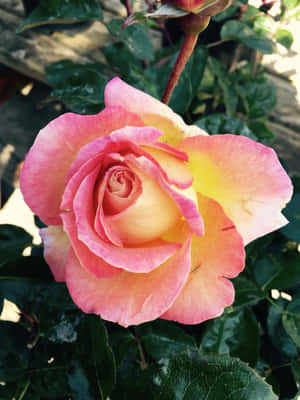 Roseblomst bilder — Roseblomst Bakgrunner