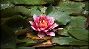 Lotusblomst bilder — Lotusblomst Bakgrunner
