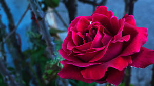 Forhåndsvisning bakgrunn rose, knopp, blader