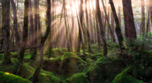 Skogbakgrunn — Mørk skog Bakgrunner