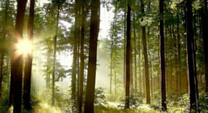 Skogbakgrunn — Skogutsikt Bakgrunner