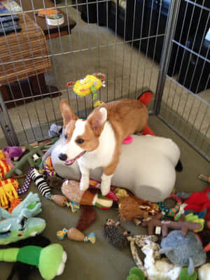 Corgi morsomme bilder — iPad Pro M4 Bakgrunner