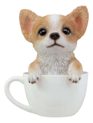 Teacup Chihuahua Bilder — iPad 9. generasjon Bakgrunner