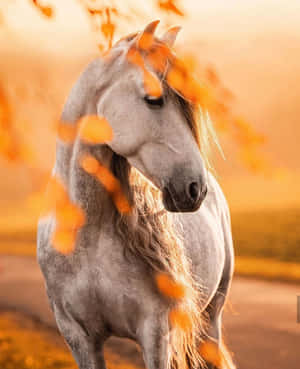 Søte hestebilder — Søt hest Bakgrunner